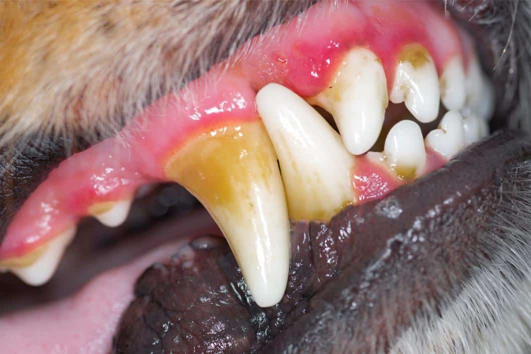 Periodontal Disease in Pets 